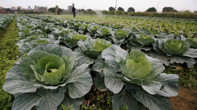 Ladang sayur-sayuran kubis