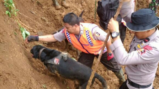 Penemuan jenazah korban longsor di Cijeruk, Bogoroleh anjing pelacak