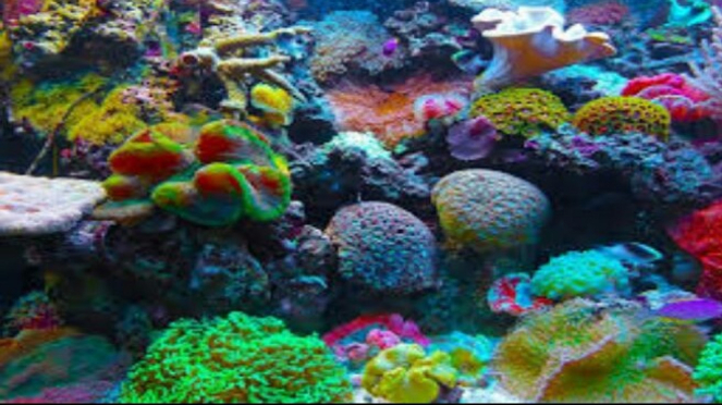Warna-warni terumbu karang.