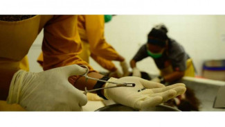 Mengerikan, 130 Butir Peluru Bersarang di Tubuh Orangutan
