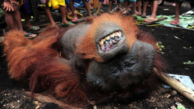 Seekor Orangutan dewasa yang ditemukan tewas di Kalimantan Barat beberapa waktu lalu.