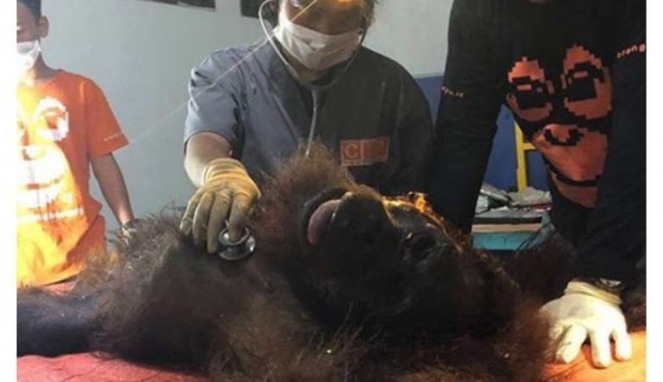 Kondisi orangutan dengan 130 butir peluru di tubuh di Kalimantan Timur