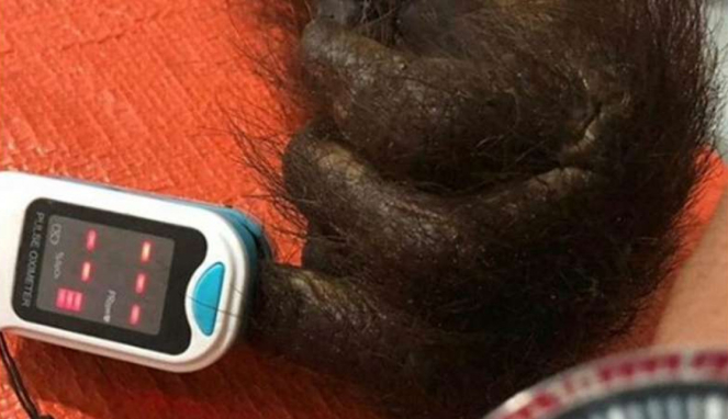 Kondisi orangutan dengan 130 butir peluru di tubuh di Kalimantan Timur