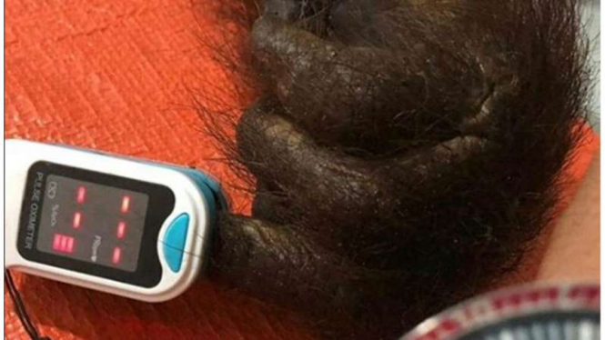 Tangan orangutan (Ilustrasi)