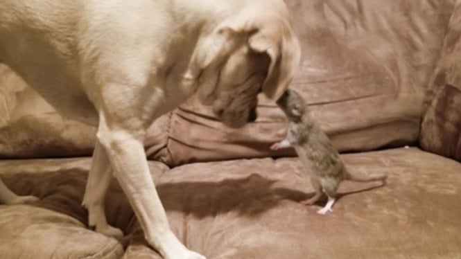 Shio tikus dan anjing