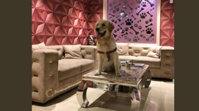 Citterati, Hotel Mewah untuk Anjing di India