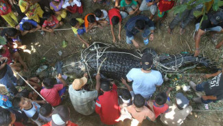 Dalam Sepekan, Dua Buaya Seberat 1 Ton Ditangkap