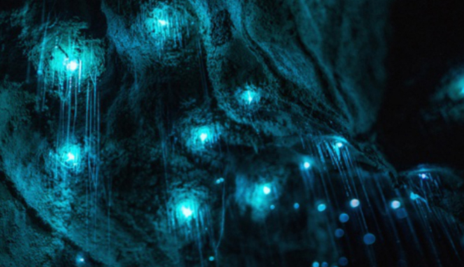 Waitomo Glowworm Caves, Selandia Baru.
