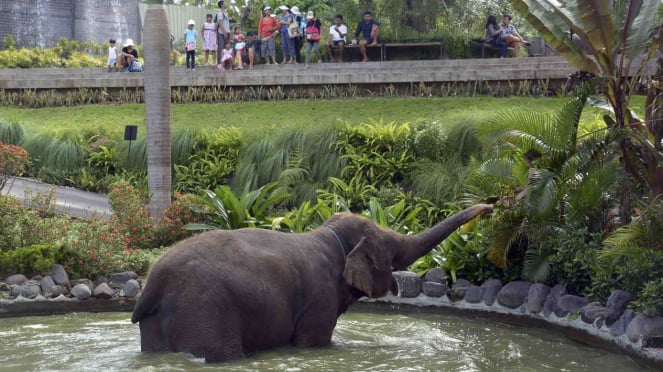 Wisatawan melihat aktivitas gajah saat liburan di kebun binatang Bali Zoo. Foto ilustrasi.