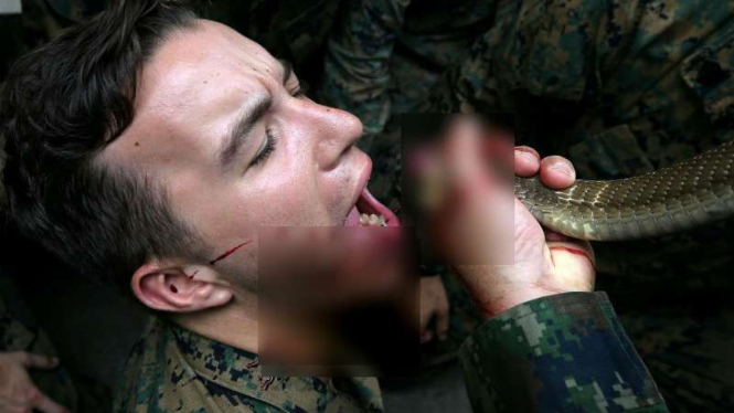 Militer AS minum darah ular