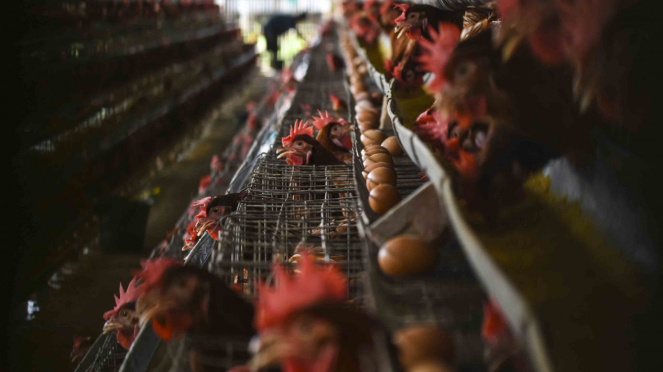 Peternakan ayam petelur di kawasan Cilodong, Depok, Jawa Barat. (Foto ilustrasi)