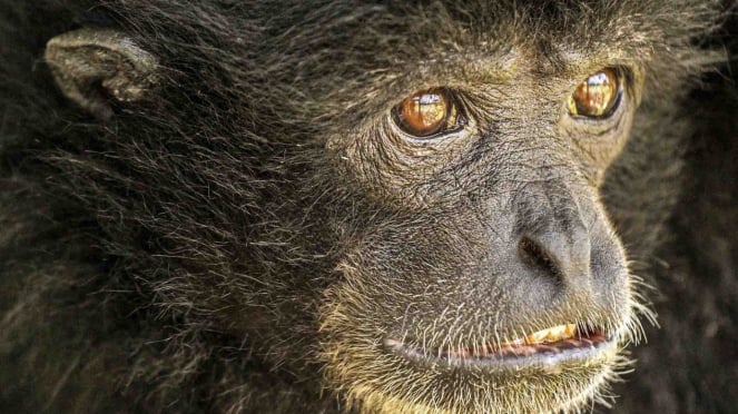 Siamang atau Kera Hitam Sumatra (Symphalangus syndactylus).