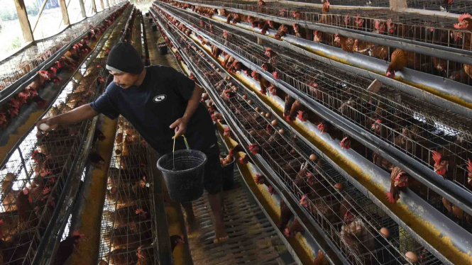 Peternakan ayam petelur kawasan Cilodong, Depok, Jawa Barat