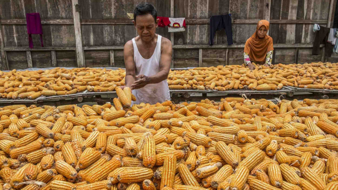 Petani menjemur jagung seusai panen di Desa Jragung, Karangawen, Demak