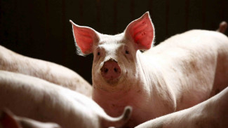 Sukses di Babi, Transplantasi Paru-paru Manusia Segera Terwujud