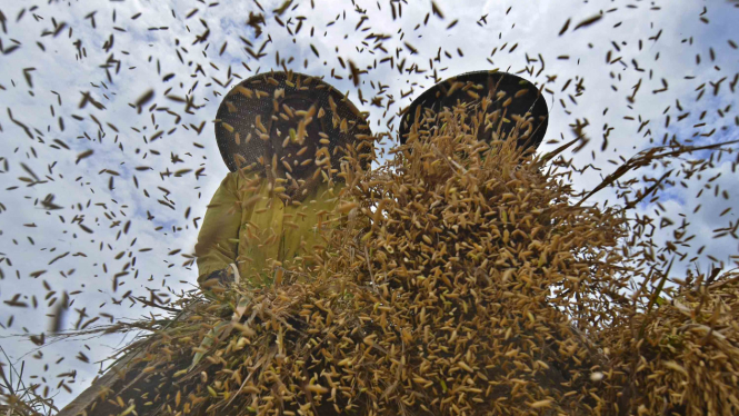 Petani merontokkan padi hasil panen