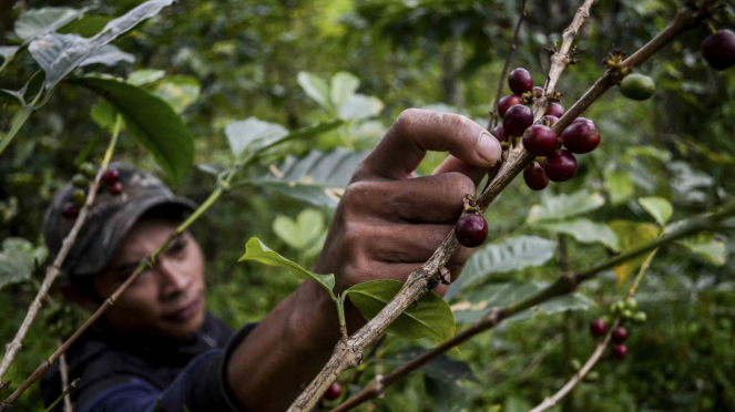 Petani memetik buah kopi di kebun kopi lahan Perhutani