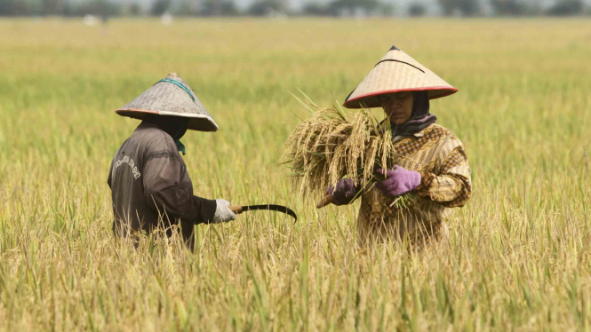 Sejumlah buruh tani memotong padi di area persawahan