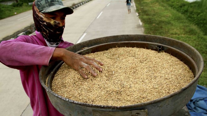 Pekerja menggiling biji-bijian menggunakan penggiling