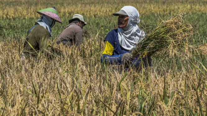 Tertekan Inflasi Upah Riil Buruh Tani pada Mei 2020 Turun 