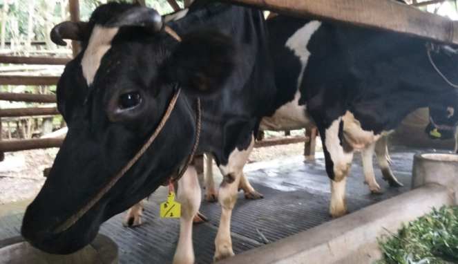 Peternakan sapi di Pasuruan, Jawa Timur.