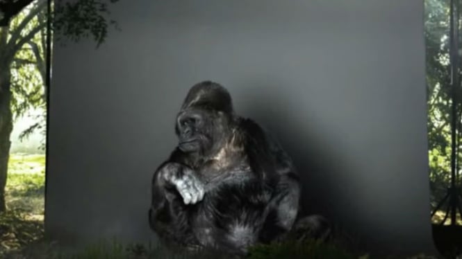 Gorila bernama Koko.