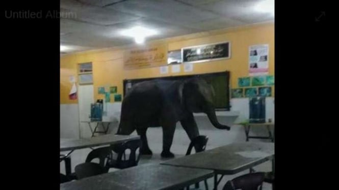 Seekor gajah liar yang masuk dalam sebuah kantin sekolah di Sabah Malaysia untuk mencari makan.