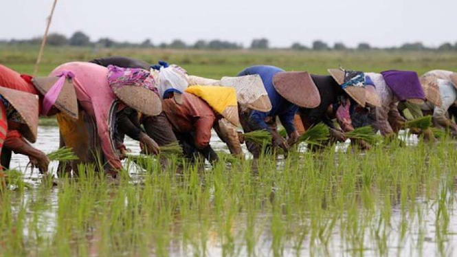 Petani tanam padi di sawah