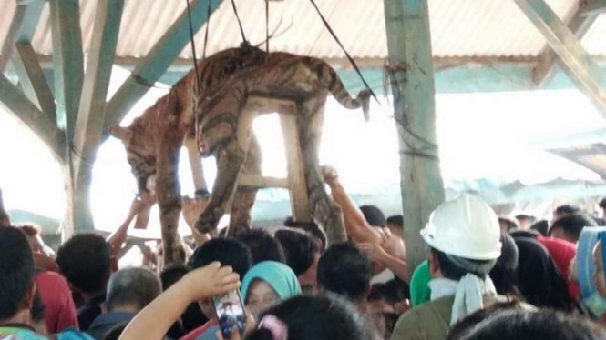 Harimau Sumatera yang mati setelah dihujami tombak dan peluru di Kabupaten Mandailing Natal Sumatera Utara, Minggu (4/3/2018)