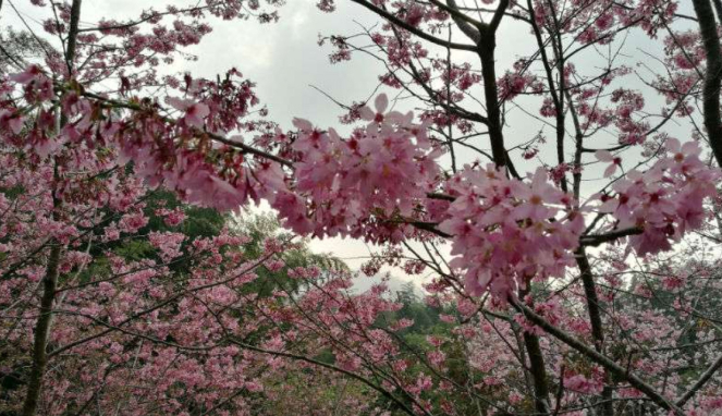 Bunga Sakura mekar di Alishan, Taiwan