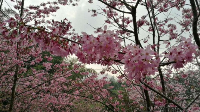 Bunga Sakura mekar di Alishan, Taiwan