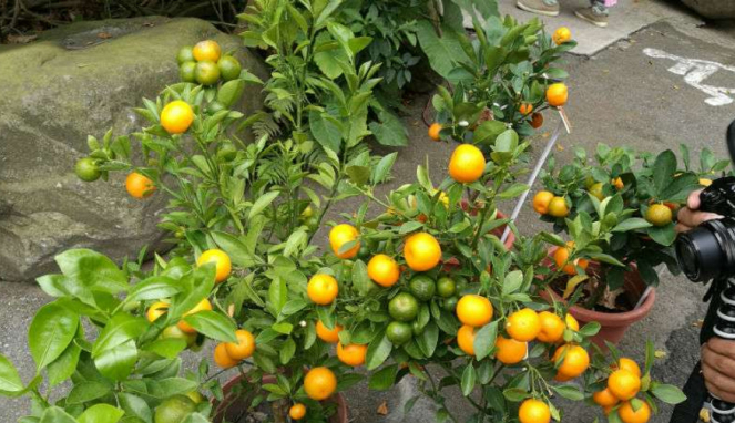 Buah Kumquat di Chiayi, Taiwan