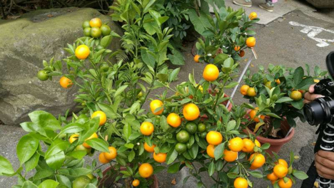 Buah Kumquat di Chiayi, Taiwan