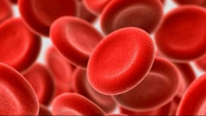 Begini Proses Pembuatan Darah Dalam Tubuh Manusia