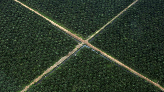 Ladang kelapa sawit di Sumatera Selatan