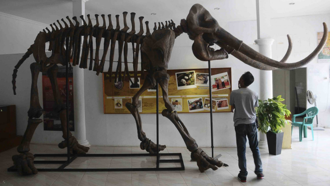 Replika fosil gajah purba (Stegodon trigonochepalus) koleksi Museum Situs Purba Pati Ayam