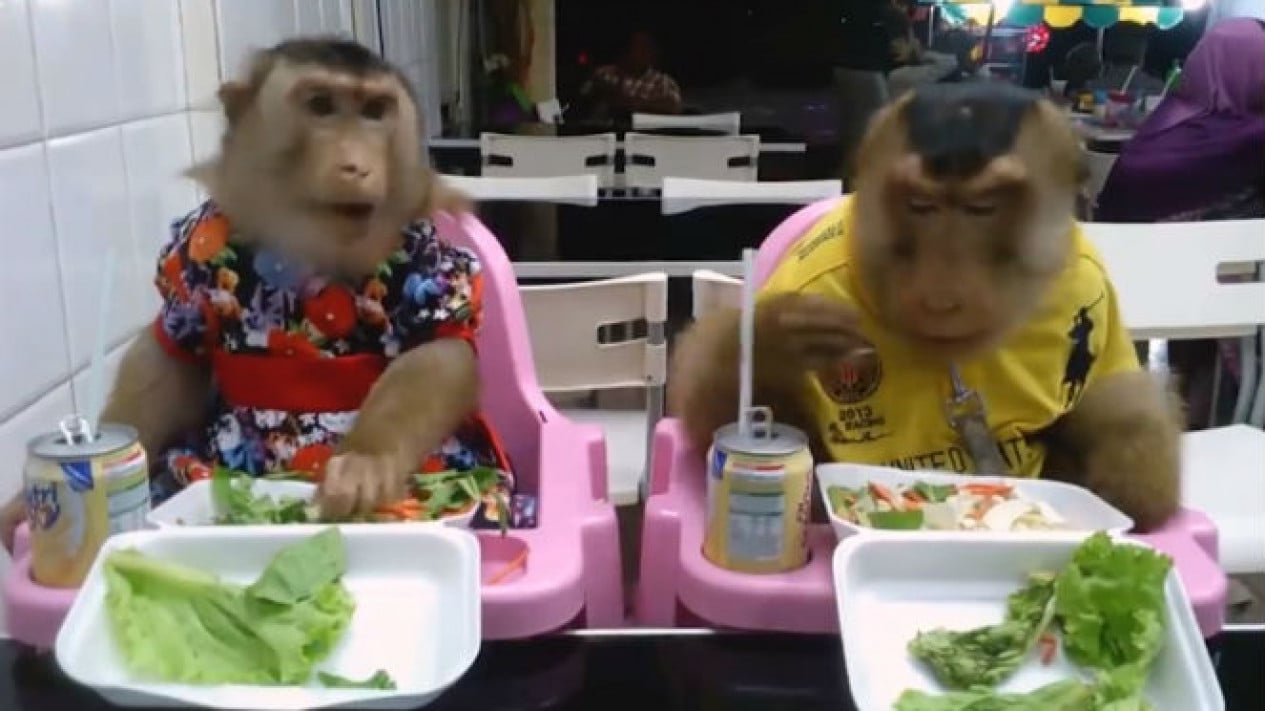Berdua monyet makan KERBAU DAN
