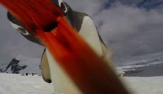 Penguin selfie di Antartika.