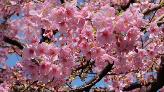 Bunga sakura di Tokyo, Jepang