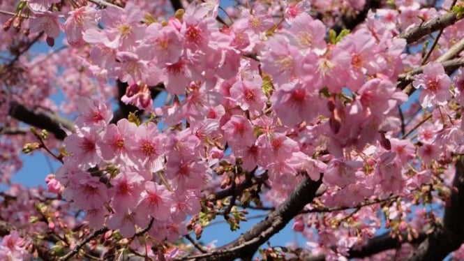 7 Tempat Keren Menyaksikan Sakura Di Tokyo