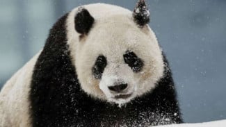 China Bangun Taman Panda Raksasa Lebihi Taman Nasional AS