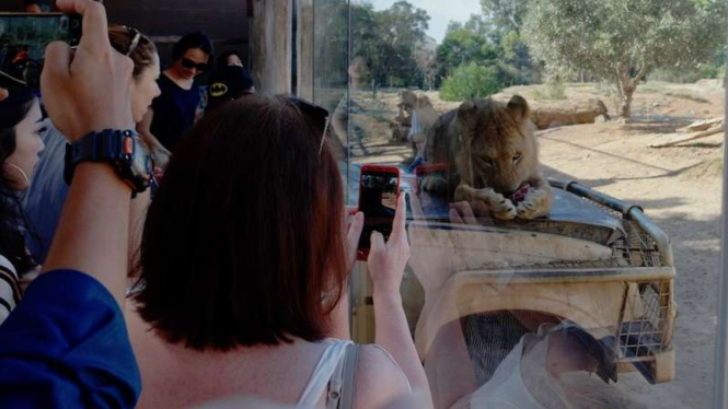 Menyaksikan dari dekat singa sedang makan di Taman Safari Werribee, Victoria, Australia.