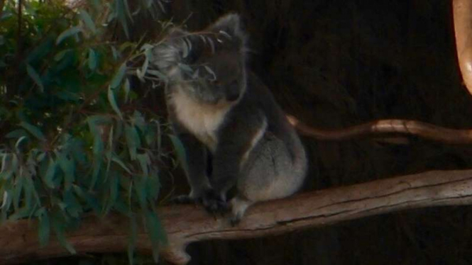 Koala di Taman Safari Werribee Australia