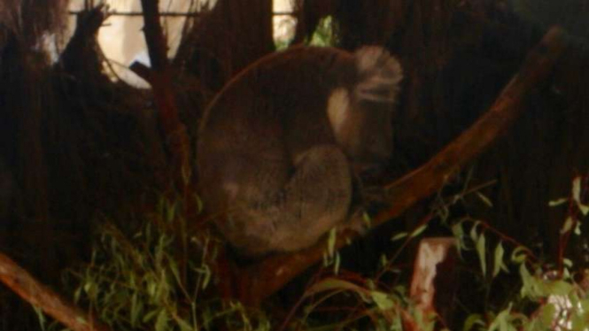 Seekor koala sedang tidur nyenyak