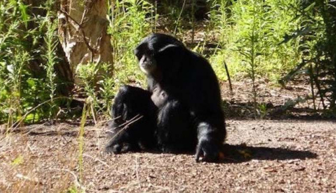 Siamang bernama Sampi di Taman Safari Werribee