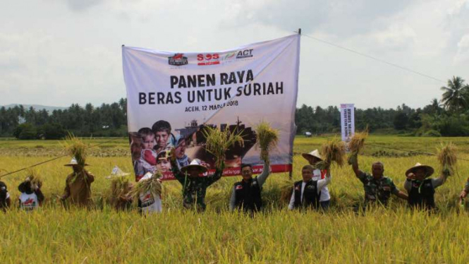 Petani di Aceh Besar dan Ketua ACT memanen beras untuk pengungsi Suriah pada Senin, 12 Maret 2018.