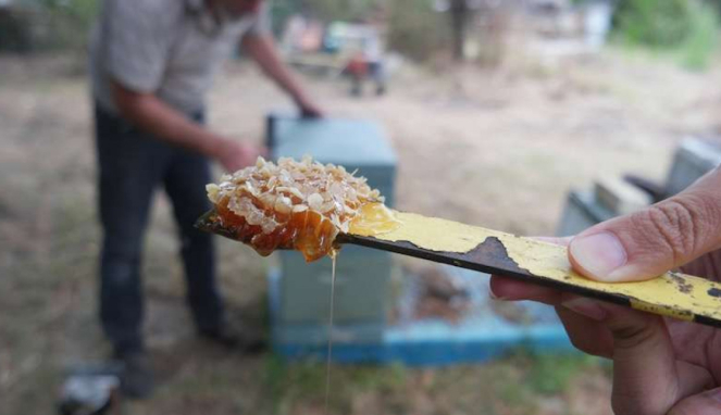 Mencicipi madu langsung dari sarang lebah