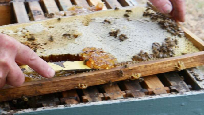 Mencicipi madu langsung dari sarang lebah.