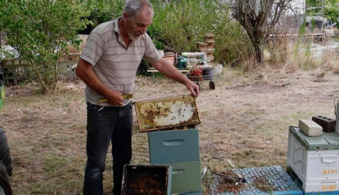 Mengambil madu dari sarang lebah
