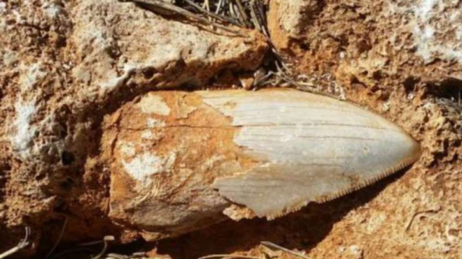 Gigi hiu raksasa kuno dicuri di Australia